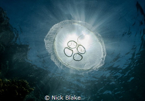 Compass Jellyfish and sunburst, Lundy Island by Nick Blake 
